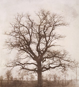 William Henry Fox Talbot - The Oak Tree